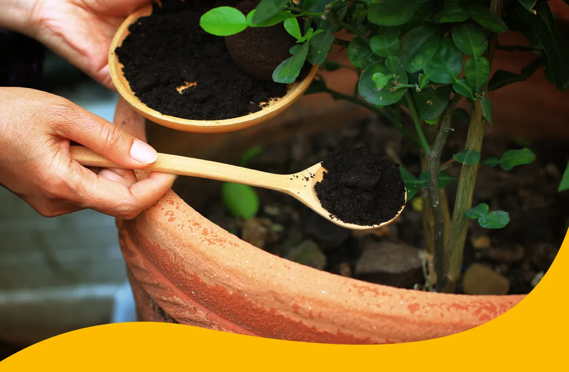 borra de café na planta